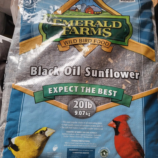 Black Oil Bird seed