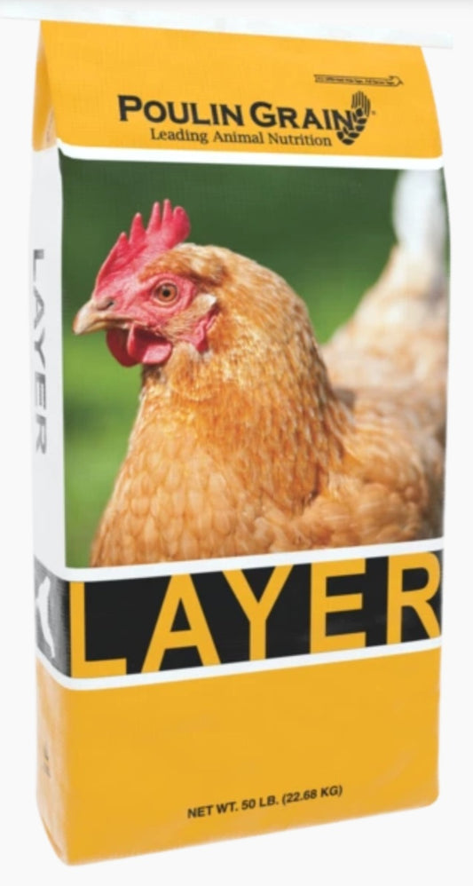 Premium Layer Mash